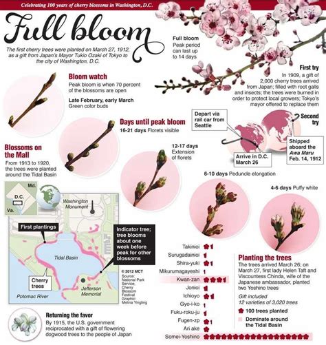 cherry blossom japan historical data|cherry blossom tree origin.